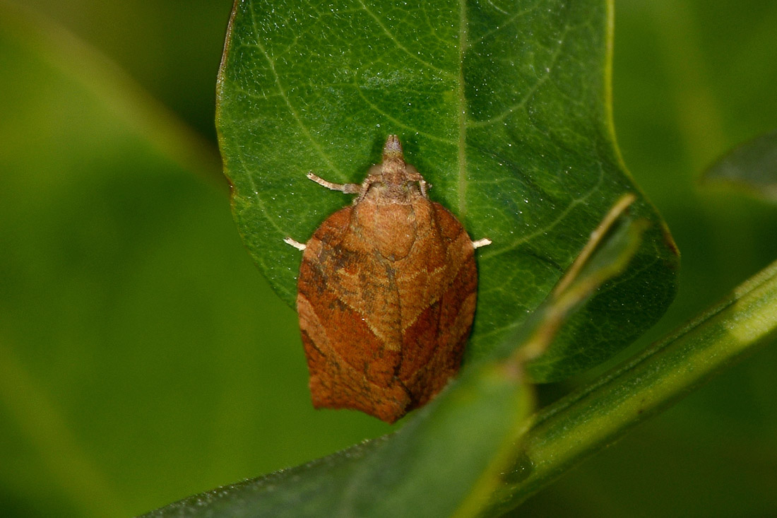 Pandemis cinnamomeana - Tortricidae? No, Pandemis heparana